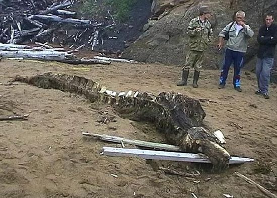 ����˹�����ض���ʬ�� ���ֲ��Ӵ����о�(ͼ)