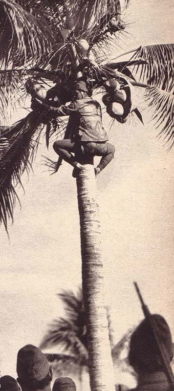 �����ֻ��վ���ʳ:ս������������