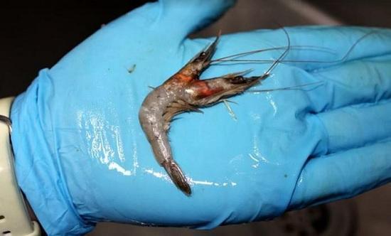 ������⣡Ϻ��������ͷ����