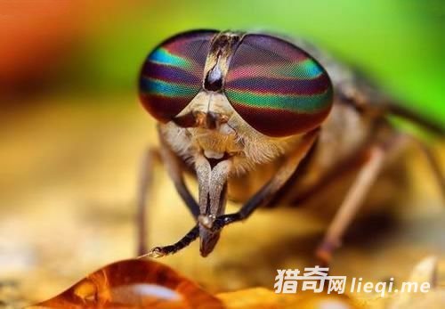 ��Ȼ��10�������Ľ������ǣ���Ӭ����ǰ�ȶ�ʳ��Ż�£�(1)