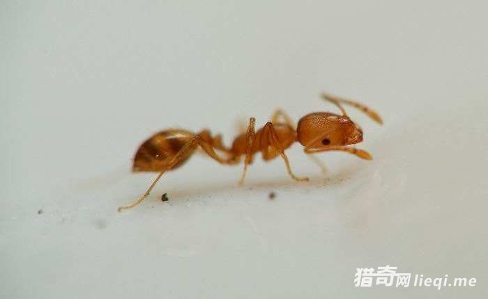 ��Ȼ��֮�գ���ʳ���ϡ���Ĵ�����(1)