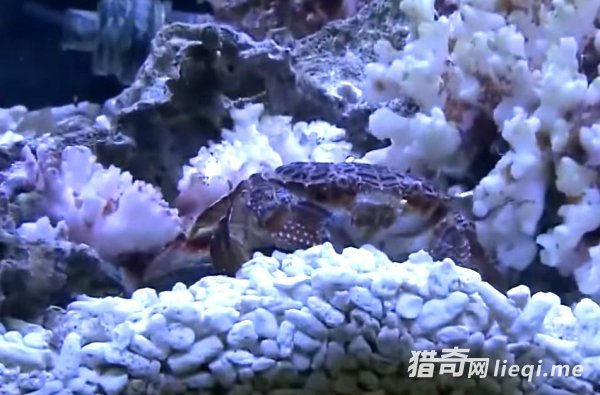 ��һ���з�������Ի��Ƕ��������ģ�ҪС�İ���(2)