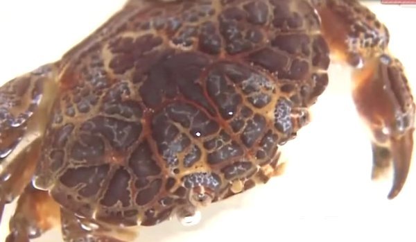 ��һ���з�������Ի��Ƕ��������ģ�ҪС�İ���(3)