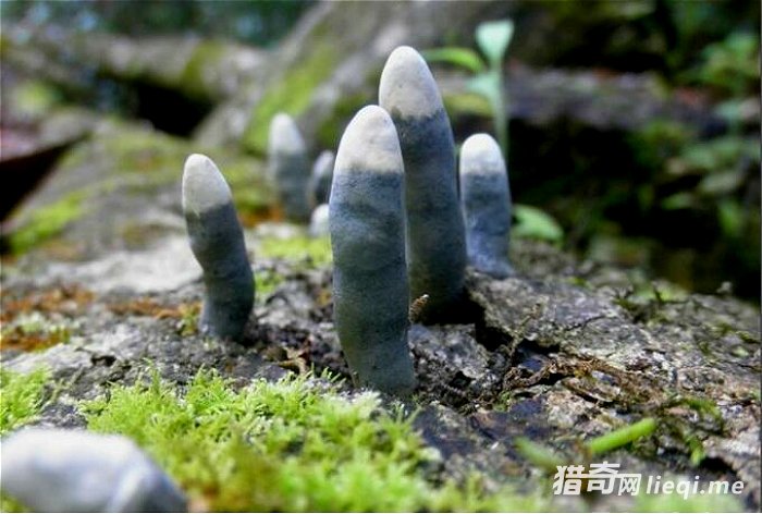 ��ɽ�ص�������ġ�������ָ������ʳ����������