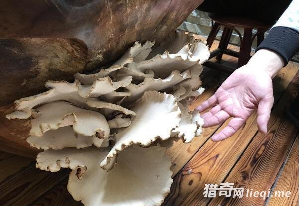 �𾪣�����Ĳ輸������Ģ����ð���� 