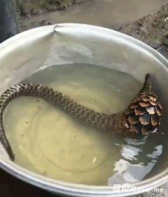 ���Ӳ���ץ����������������ݺ��ŵĹ��Ϸ���