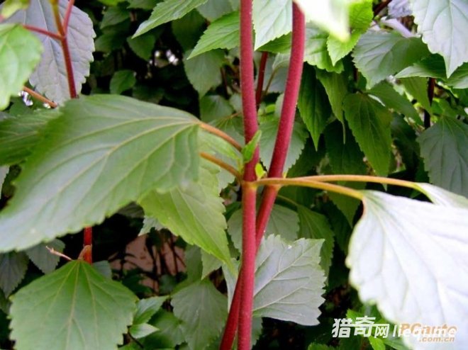 ��Щ�������й������������ֵ�ֲ���������֣�(1)