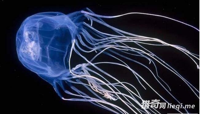 ����ʮ����֮�ף������϶�������ʱ����̵Ķ�������޷�ˮĸ(1)