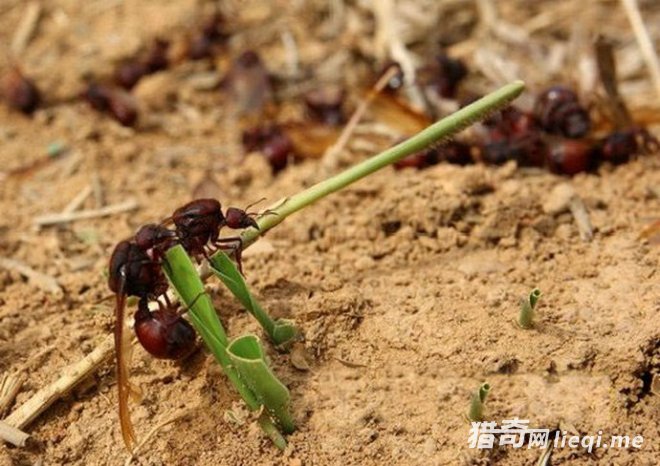 ���ױ����˳����ϳ�� ���ǵ�һ�ֱ�����Ե���Ҫ��ֳ������(1)