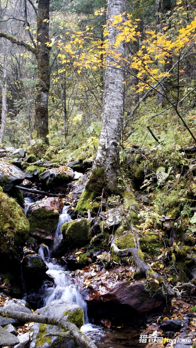 �й�����ʮ��ɭ�ֹ�԰֮һ------��ũ��(1)