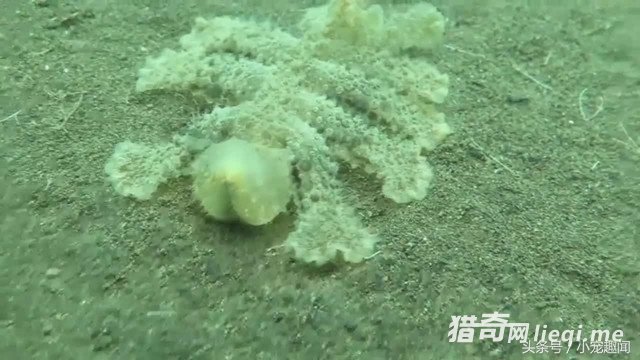 ǱˮԱ�����������ȫ��͸����Ͳ�ʳ����(1)