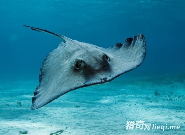 �����Ի������మ ����ζ���������ǻ᳢����(1)