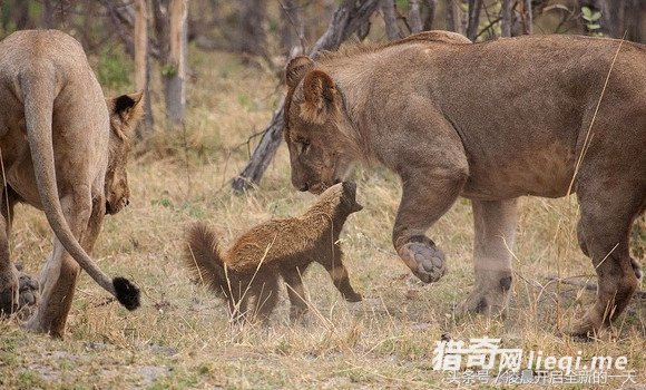 ����������ԣ�����������������ս����ϲ������ִ�żᶨ�ľ���(1)