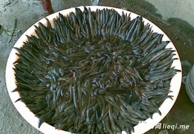 �ڴ��￴����8�ֶ�����ò�Ҫ����,�ر��������һֻ��(1)