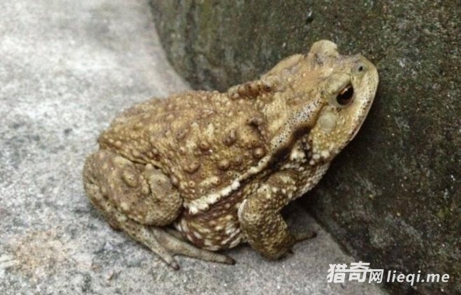 �ڴ��￴����8�ֶ�����ò�Ҫ����,�ر��������һֻ��(1)