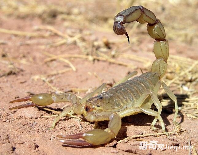 �ڴ��￴����8�ֶ�����ò�Ҫ����,�ر��������һֻ��(2)