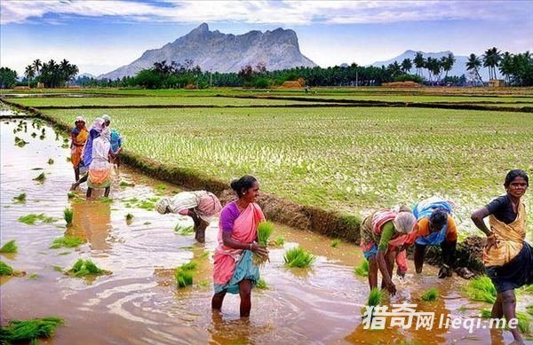 ����Է���ӡ��ũ��Ϊ��һ����ճɣ���ϧ��Ů���������(1)