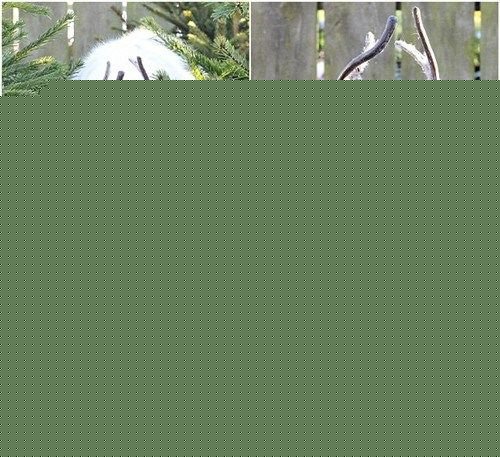 ��䷢�ֺ����İ�ɫѱ¹ �������羫�� (2)