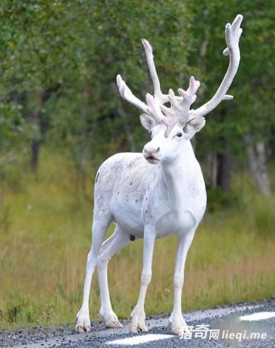 ��䷢�ֺ����İ�ɫѱ¹ �������羫�� (1)