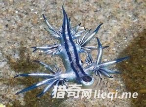 ���������˹���������������������Ķ���(1)