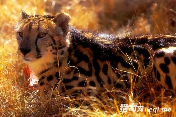 �����ϰ˴����ض���е��Ѿ�������е�������Ϊ�ƽ�(2)