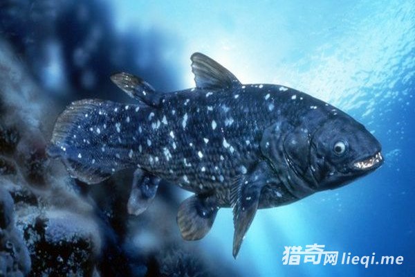 �����ϰ˴����ض���е��Ѿ�������е�������Ϊ�ƽ�(1)