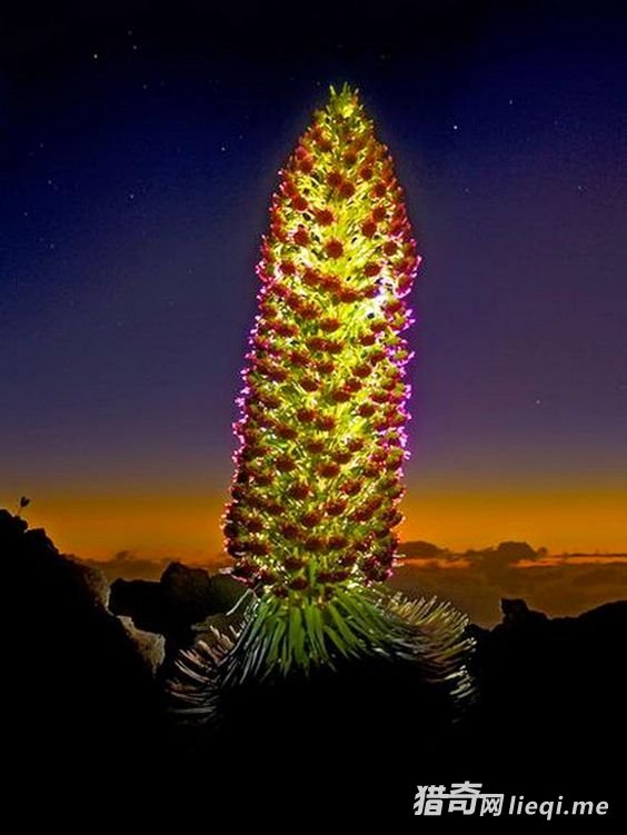 ����ֻ��һ�λ��������գ�����͵�л�Ļ�ɽ��(1)