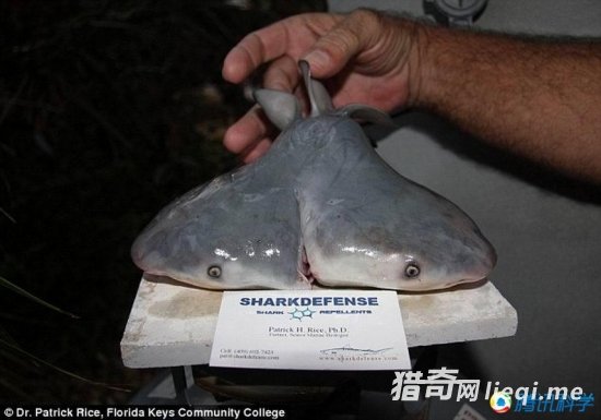 ����ͻ�仹��������� �����г��ִ���˫ͷ��(1)