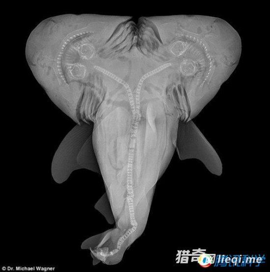 ����ͻ�仹��������� �����г��ִ���˫ͷ��(1)