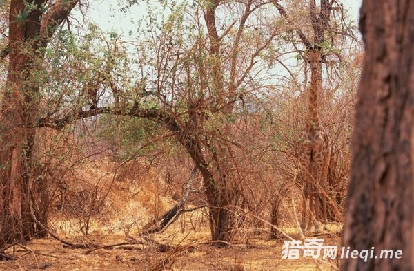 ��Ȼ���е����ظ��֣��������ҳ�������(3)