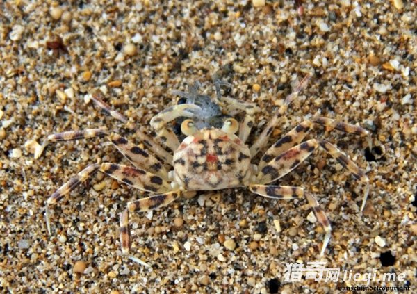 ��Ȼ���е����ظ��֣��������ҳ�������(2)