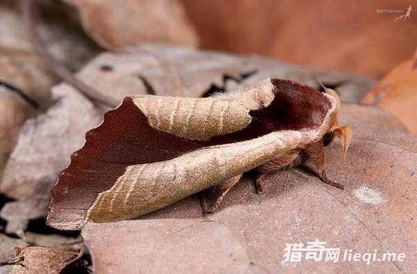 ��Ȼ���е����ظ��֣��������ҳ�������(5)