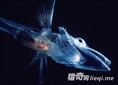 �̵�ȫ��ʮ��͸������(1)