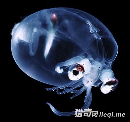 �̵�ȫ��ʮ��͸������(3)