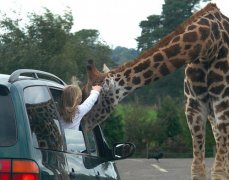 ����Ȥ�ţ�̰�Գ���¹��������ʳ��