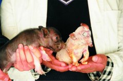 ĸ������һͷ����С��Ĺ���С����