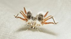 ���طɶ�αװ չ�������֩��