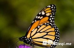 �����о���������Ҳ���ôų�����