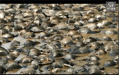 ��ǧţ��Ǩ��ɺ���� ʬ������������