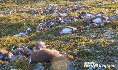 Ų�����ӿ����������£����ϸ�ԭ����ɵ��