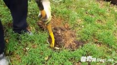 ���������ڵ��䱦 ��ֵ����