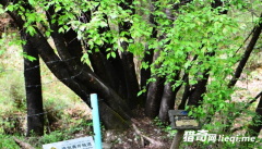 ��կ����ǧ�ꡰӣ�������� �����ܳ���4.56��