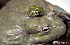 �ձ�����ţ���³Է�����Ƥ���Լ��⻹�ܶ���