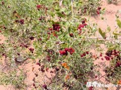 ũ����ϳ������桱�����β�������Ů��ϲ��