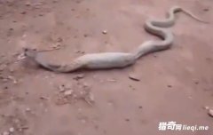 С�﷢��һ���۾��߲��Ծ������һĻ�����ˣ�