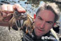 �̵���ⷺ�ĳ��ֵļ��ֶ���й��Ի�ֱ�����ǲ���ʳ�����Ķ���