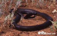 �ر������, ��ѪҺ��ɹ���ֻ��ʮ����