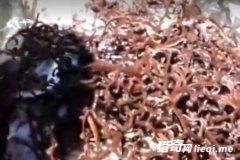 ���Ӳ����̵��������������﷢ë