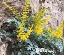 ��������ʯ��϶�е���󡰻ƽ𡱡����һ���