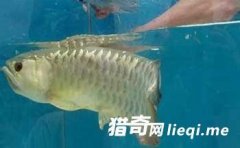 ���Ӿ������һ�������� ��������ֻ���